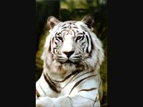 White Tigers 27-31