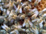 pevanje matica  pčele , bees bee queen 