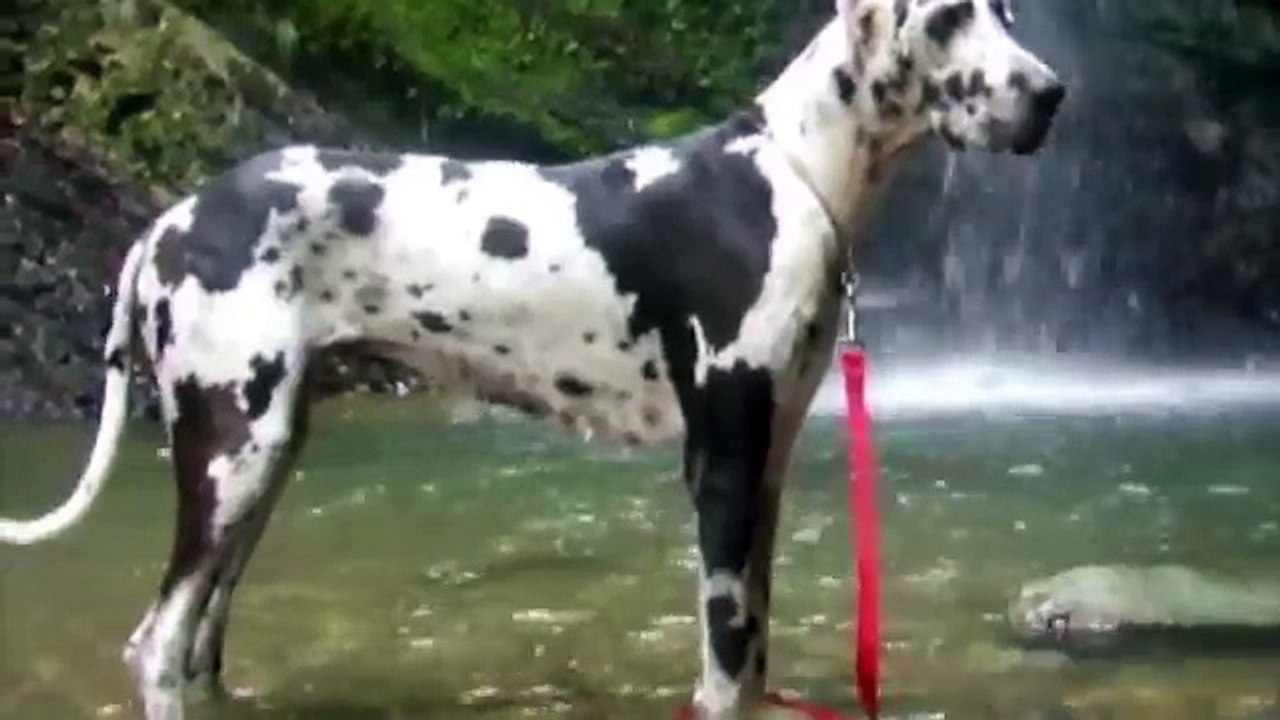 Harlequin Great Dane Catalina in el  Yunque