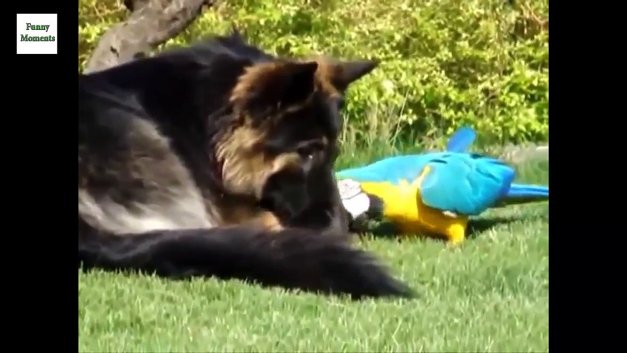 Funny Parrots Annoying Dogs 2015
