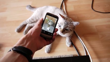 Pisica vorbitoare, cea mai cretina aplicatie de pe android