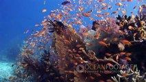Ocean Footage Royalty Free: 10,000 new clips!