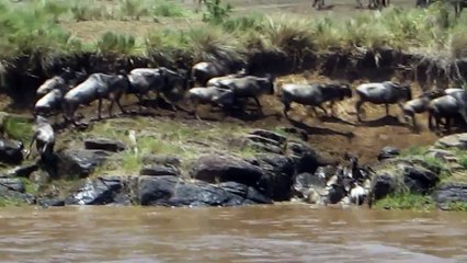 Wildebeest crossing a river at the Masai Mara reserve