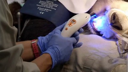 Giant panda undergoes a dental exam and a minor procedure