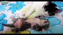 Niedliche Katzen spielen und umarmt Kätzchen