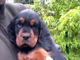 Gordon Setter Welpen Zucht Kemtin´s Black, unser G-Wurf wird vorgestellt.