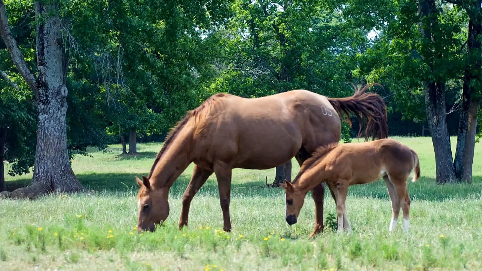 ⁣Dental Care for Horses