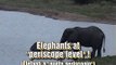 Elephants at 