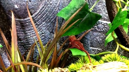 Gargoyle gecko, basic care and setup