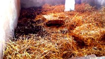 Composting Mortalities (poultry) with Advanced BioPro (tm) Brookside Agra