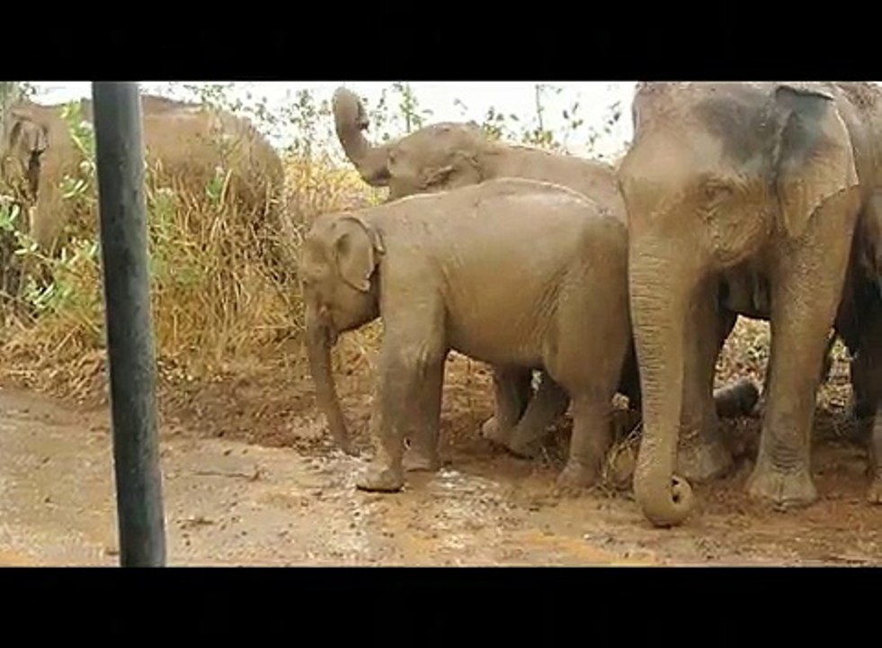 Wild Asian Elephants - Uda Walawe National Park, Sri Lanka.