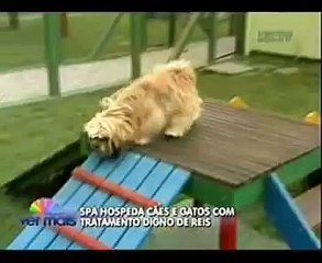 Paraíso Animal na RIC Record - Programa Ver Mais 02/01/2012