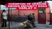 Kangal VS Caucasian Ovcharka | Top strong dogs