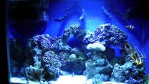37 gallon saltwater reef aquarium start (12/2008) to now