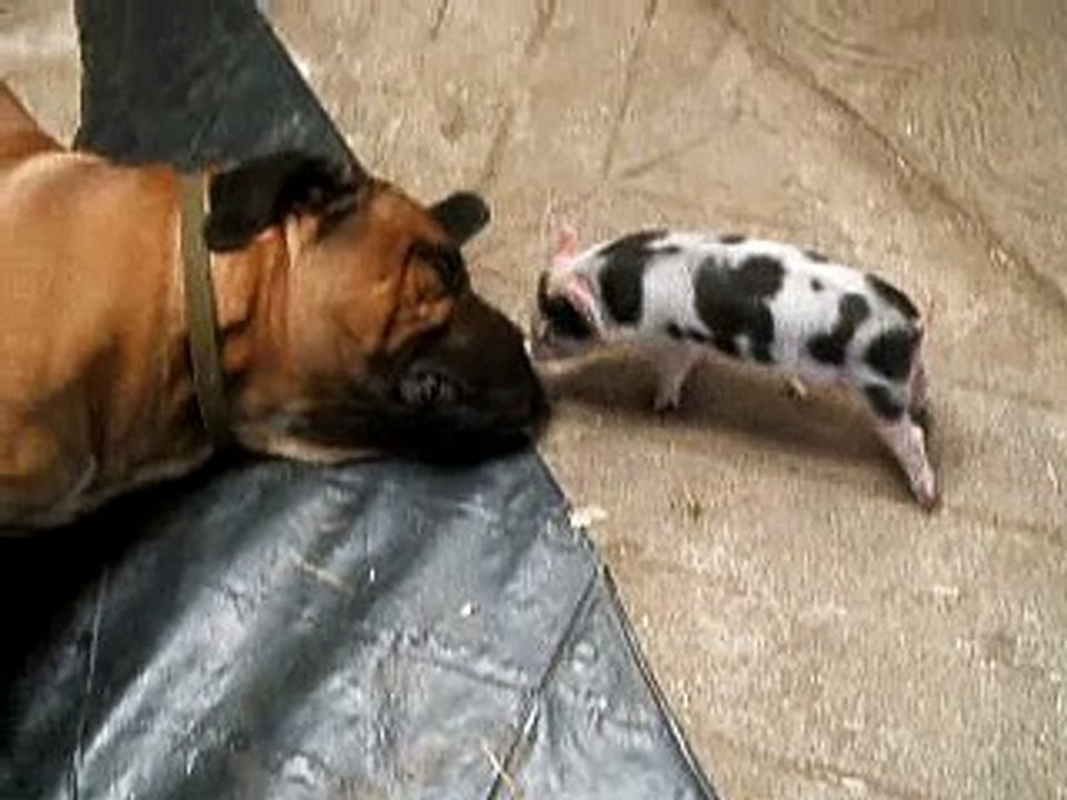 Boerboel patience....