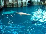 Beluga Whales again @ Shedd Aquarium in Chicago, IL