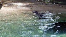 Seehund Baby  schwimmt mit seiner  Mutter . Zoo Augsburg