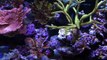 90g SPS reef tank update switch to DIY LED Profilux GHL doser