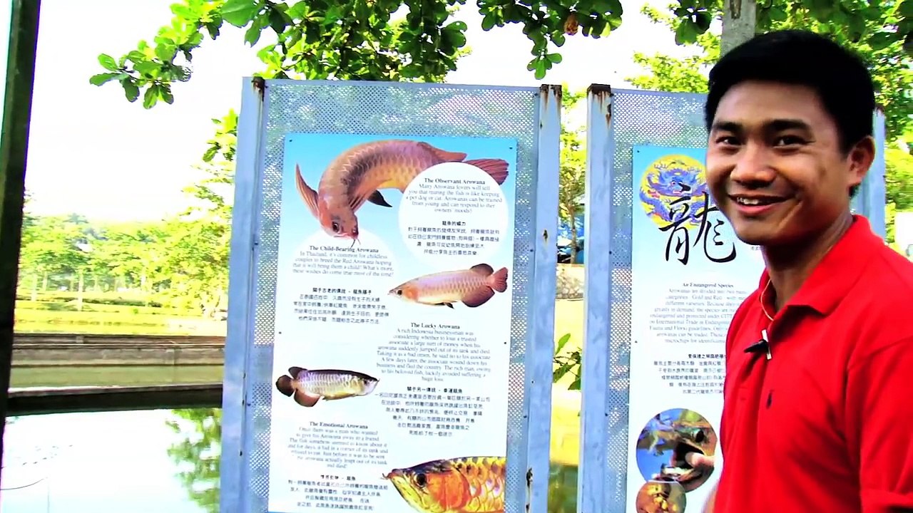 AROWANA LEGENDS - COMING SOON