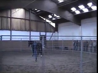 Andrea Kutsch - nonverbale Kommunikation mit Pferden