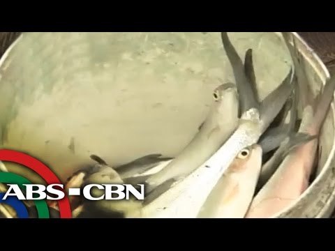 DOH warns on eating bangus brought by Glenda