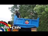MMDA: Save toppled trees if you can