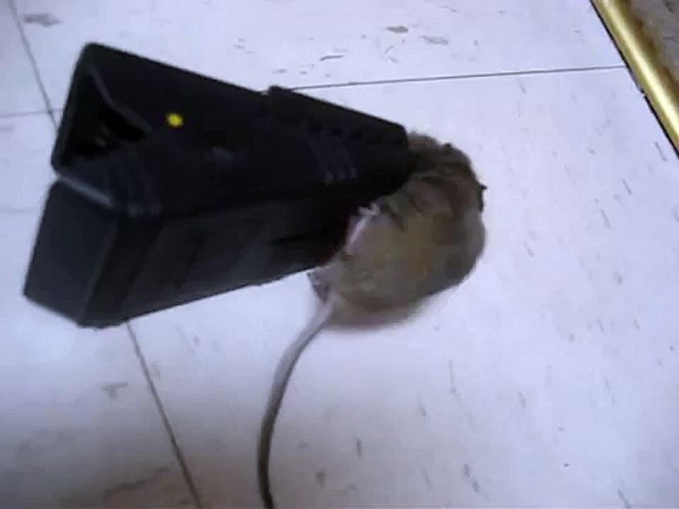 Rat trap