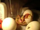 Indian Runner duck hatching