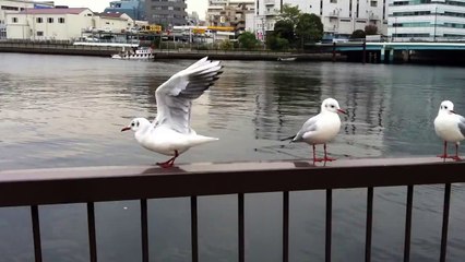 ジョン・ウーのようなウミネコ　Black-tailed gull like John Woo