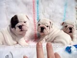 English bulldog puppies wrinkles galore