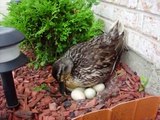 duck laying eggs by my garage