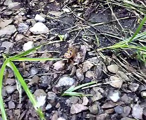 セミの鳴き声を至近距離で聴いてみた