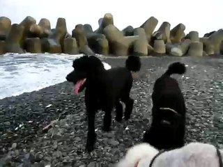 Standard Poodles Playing