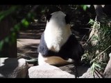 San Diego Zoo ~ 3.6.2015 ~ Gao Gao