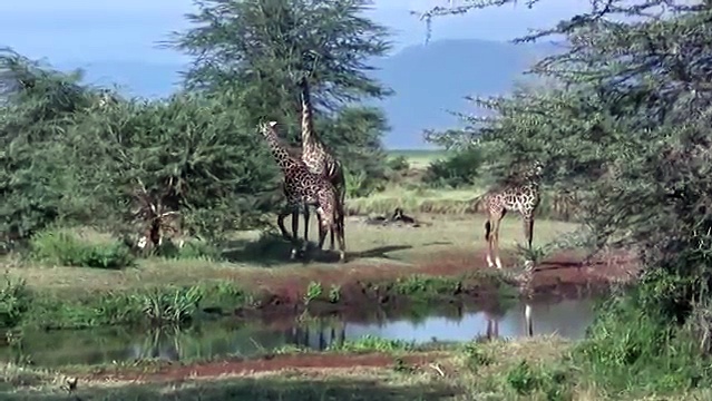 Giraffes Drinking