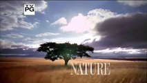 Animal Planet 2015 - Discovery Channel - Wildlife Animals - Snowy Owl Documentary [720 HD]