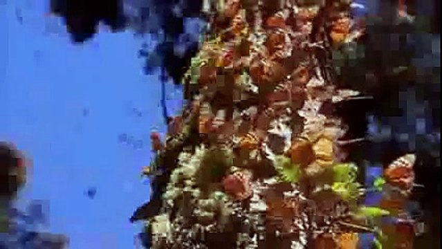 Animal Planet 2015 - Discovery Channel - Wildlife Animals - Butterfly Documentary [HD 720]