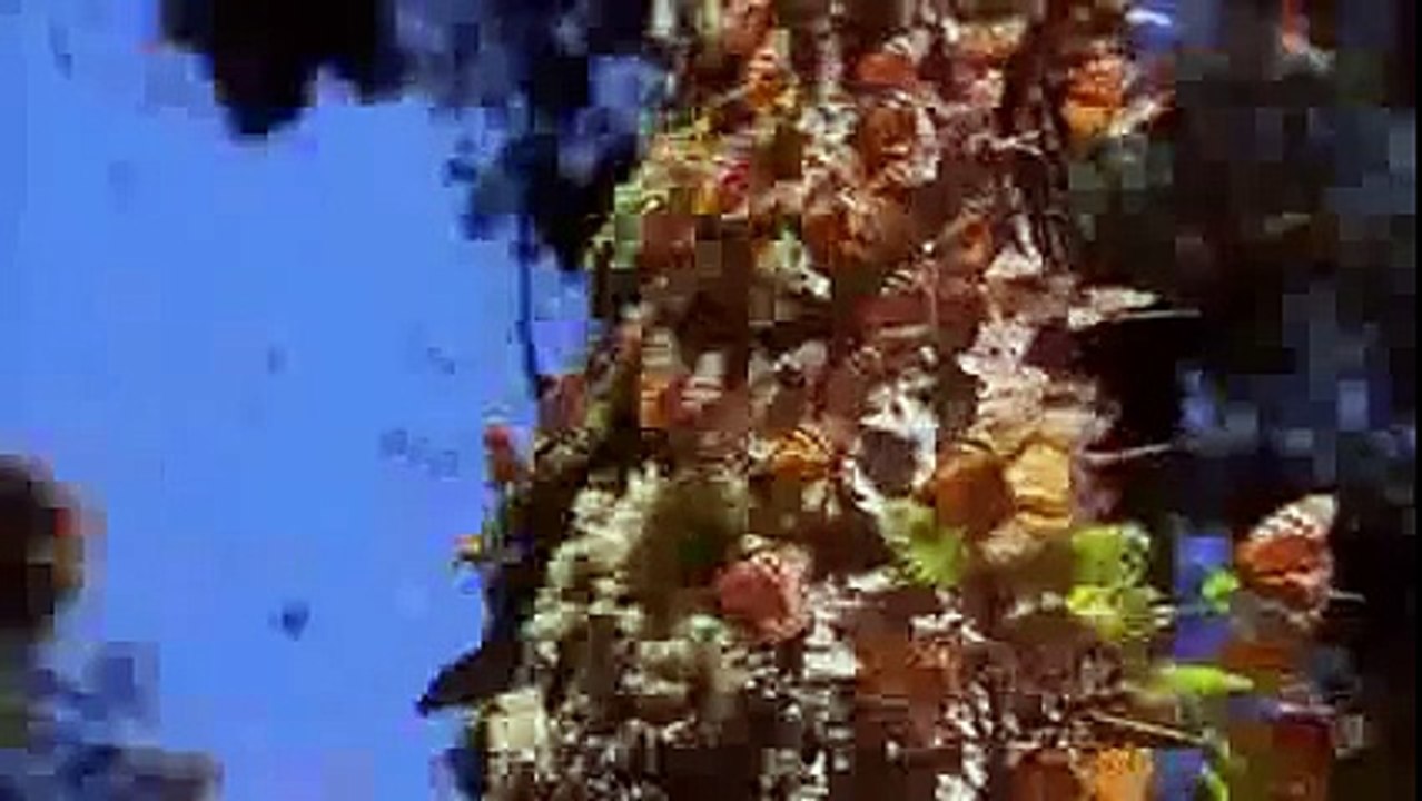 Animal Planet 2015 - Discovery Channel - Wildlife Animals - Butterfly Documentary [HD 720]