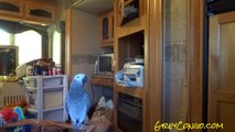 Bird Whistles Andy Griffith Theme TV Song ~ Whistling Grey Parrot 