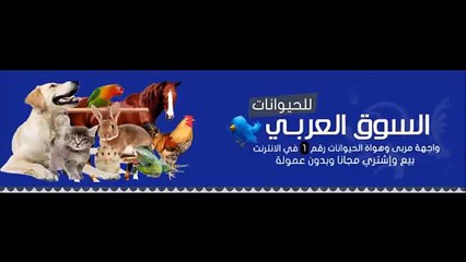 قرد شمبانزي صغير للبيع