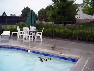 Rescuing baby ducks from a swimming pool
