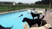Sortie a la piscine pour une garderie de chiens