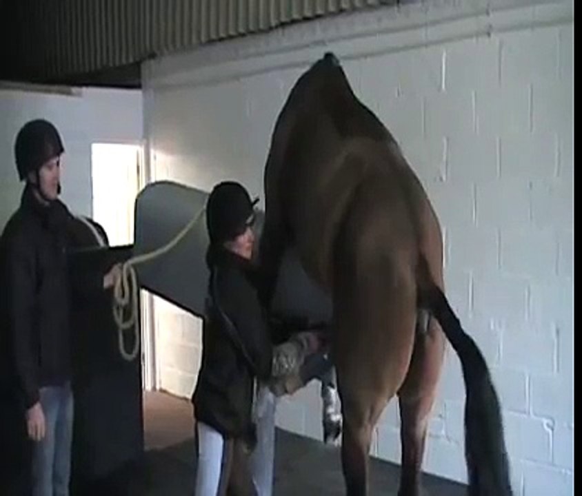 Stallion semen collection - Equine Reproduction UK