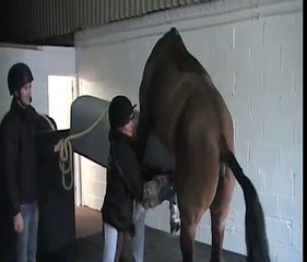Stallion semen collection - Equine Reproduction UK