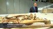 3,000-year-old skeleton found riddled with cancer