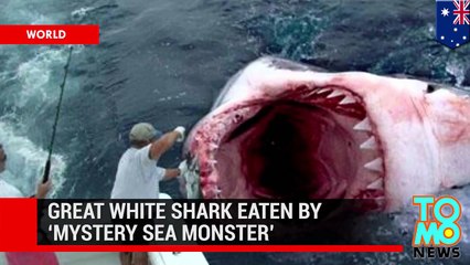 ¿Existe el megalodonte? Misterioso monstruo marino devora a gigante tiburón blanco