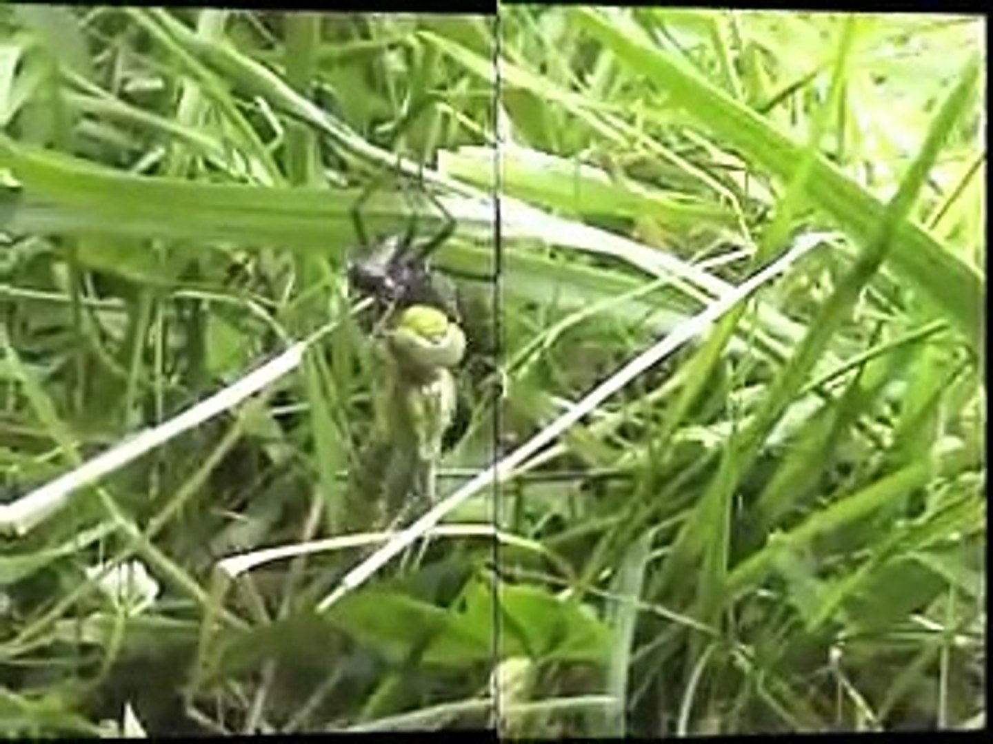 Dragonfly Birth