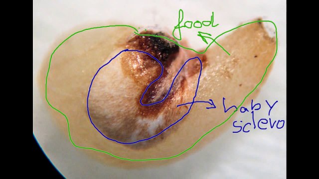 Germinating Sclerocactus seeds