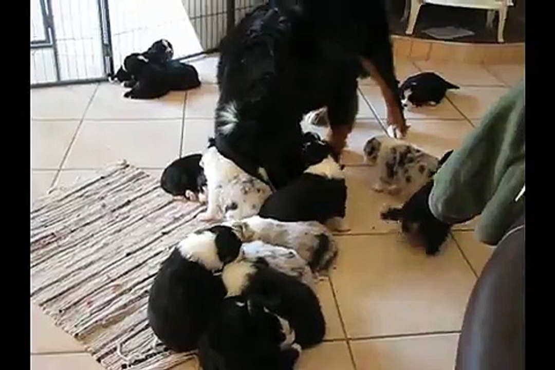 Rencontre bb Miss et bb Spencie Mai 2015