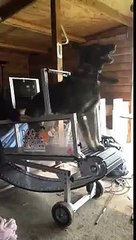 Bart Bellon NePoPo Training Table / Treadmill